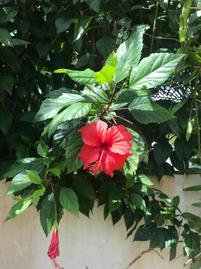 Sunbird Bungalow Anse Boileau Esterno foto