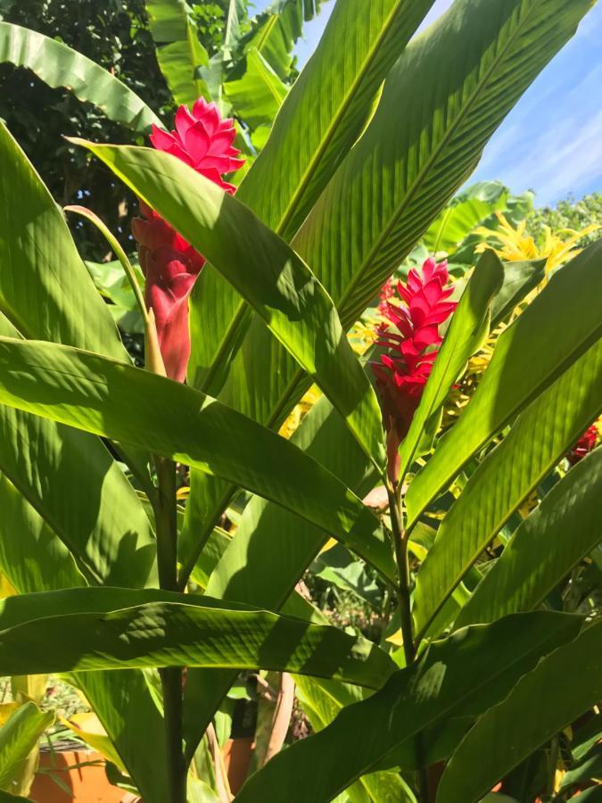 Sunbird Bungalow Anse Boileau Esterno foto